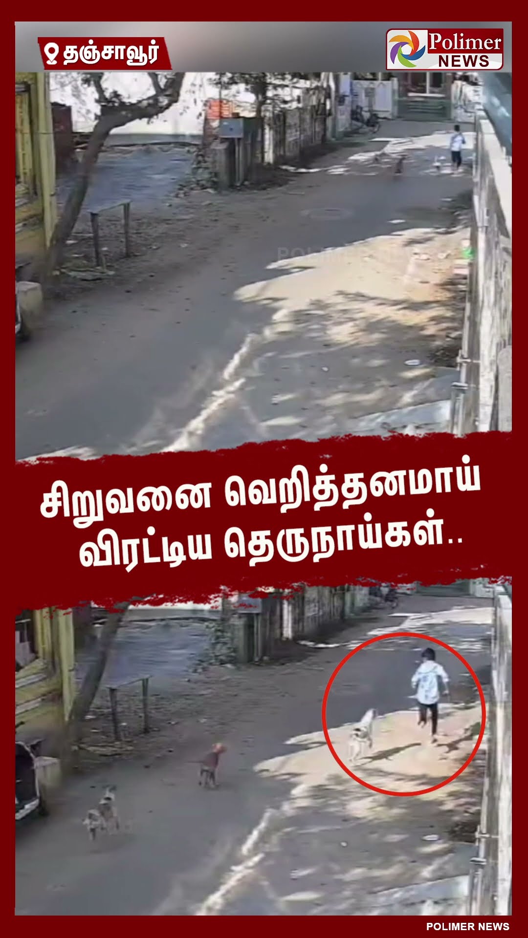 சிறுவனை வெறித்தனமாய் விரட்டிய தெருநாய்கள்..#shorts