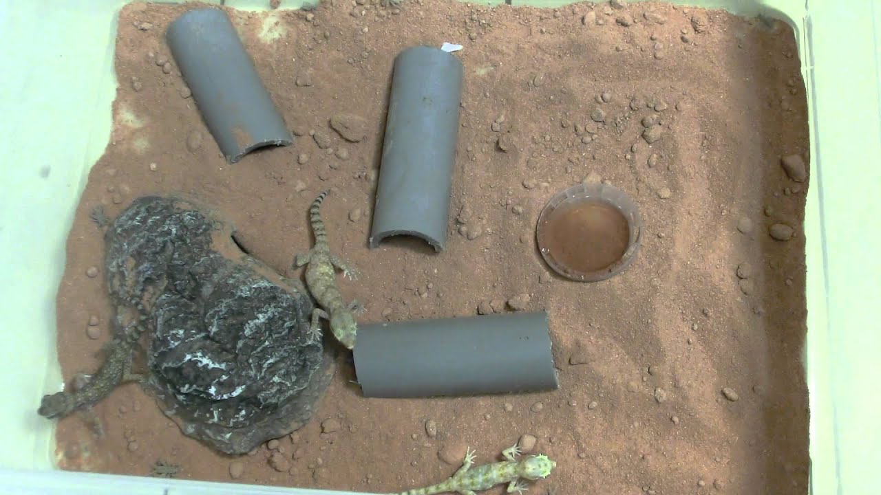 0510 series Feeding time Stenodactylus sthenodactylus