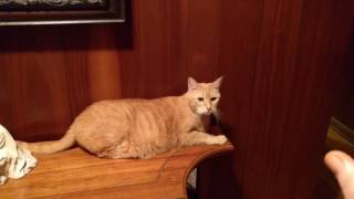 Deaf Cat knows sign language