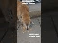 bezubaan kiSeva bejuban ki awaaz street dog animal prayagraj