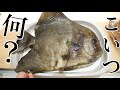 市場の片隅にへんな魚売ってたから買って真剣に料理してみた。