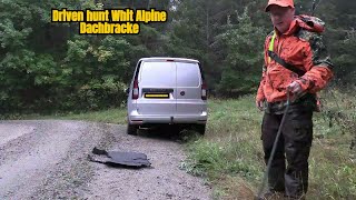 This Alpine Dachsbracke Dog is a Hunting PRO! [alpenländische dachsbracke].