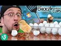 Baby Chicks & Random Clips (FV Family Oreo Escapes)