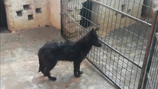 Black German Shepherd Top Quality Dogs Imported Bloodline
