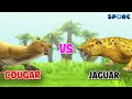 Cougar vs Jaguar | Big Cat Face-off [S1E3] | SPORE