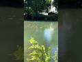 #Fische in der Stadt #Linden blühen und lassen#Blüten in dem Fluss fallen #Glockenläuten #meditation