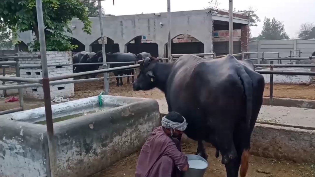 (Part 3)Best Milking Buffaloes Professional dairy farm in Lahore