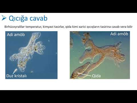 Video: Biologiyada birlik və müxtəliflik nədir?