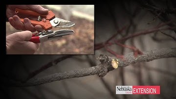 Pruning Tools for Beginners