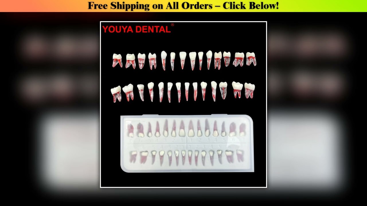 28pc/set Endodontic Teeth Training Dental Endo Teeth Root Canal Model Dentistry RCT Pulp Cavity