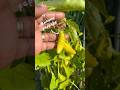 Backyard Garden Tour + Huge Garden Harvest | What We Took Home &amp; Cooked!🍅🫑