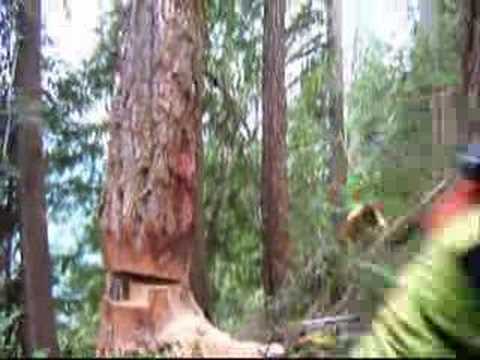West Coast Heli Logging