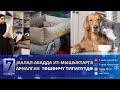 ЖАЛАЛ-АБАДДА ИТ-МЫШЫКТАРГА АРНАЛГАН ТӨШӨНЧҮ ТИГИЛҮҮДӨ