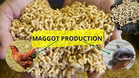 HOW TO PRODUCE HOUSEFLY MAGGOT | Catfish Farming in Nigeria #maggotproduct #bsf #thefarmlady