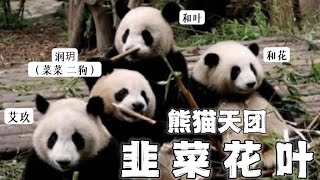 【熊猫天团韭菜花叶】艾玖、润玥、和花、和叶组成的“人气最旺天团”，也叫：和花和她的三个土匪。产房结缘，一起长大，谭爷爷带大的小一班成员