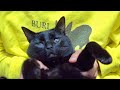 猫の足に異変があったので注射を打ってきました。