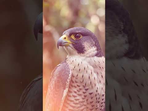 Why Falcons Travel on Planes in Dubai? Shocking Reason! ✈️🦅