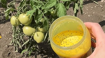 I water my tomatoes and cucumbers with this natural fertilizer. Even heavy rain doesn’t harm them