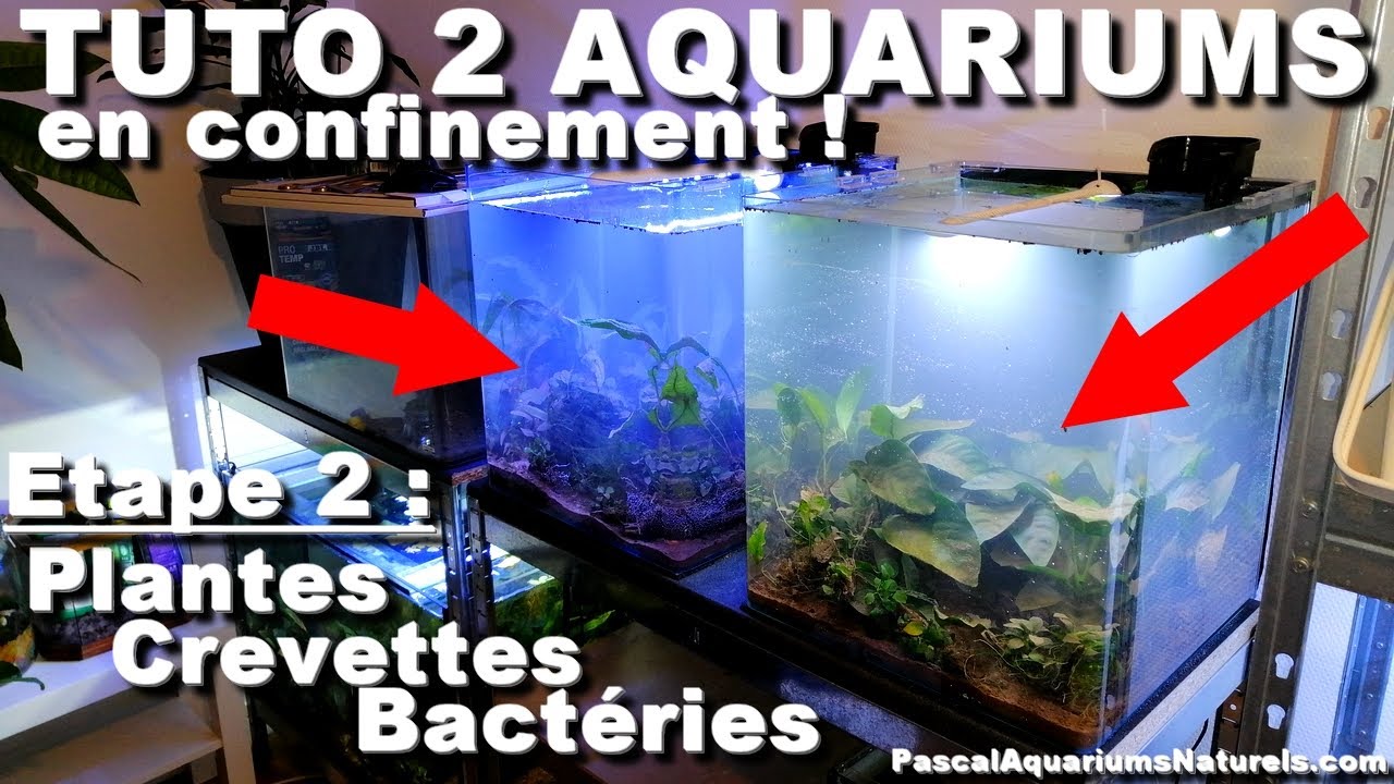 TUTO deux aqua ! Etape 2 : éclairage, plantes, crevettes et bactéries !  Pascal Aquariums Naturels 