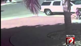 Cat saves boy from dog attack