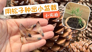 【种植】用松子种出小盆栽小实验