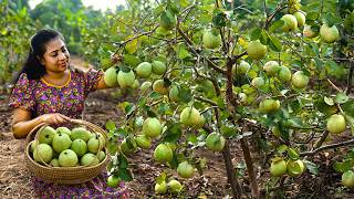 Picking Guavas & turning them into a Pudding, Spicy Curry & Creamy Drink | ASMR | Traditional Me screenshot 3