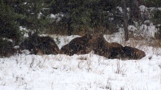 Teepee Creek to see wildlife during hunting season.