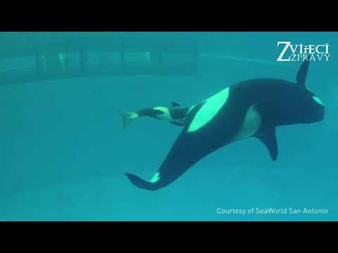 Video: Baby Boom Pro Velryby V Severním Atlantiku