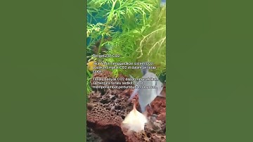 Thumbnail of Pengaturan CO2: Tips Merawat Aquascape #shorts