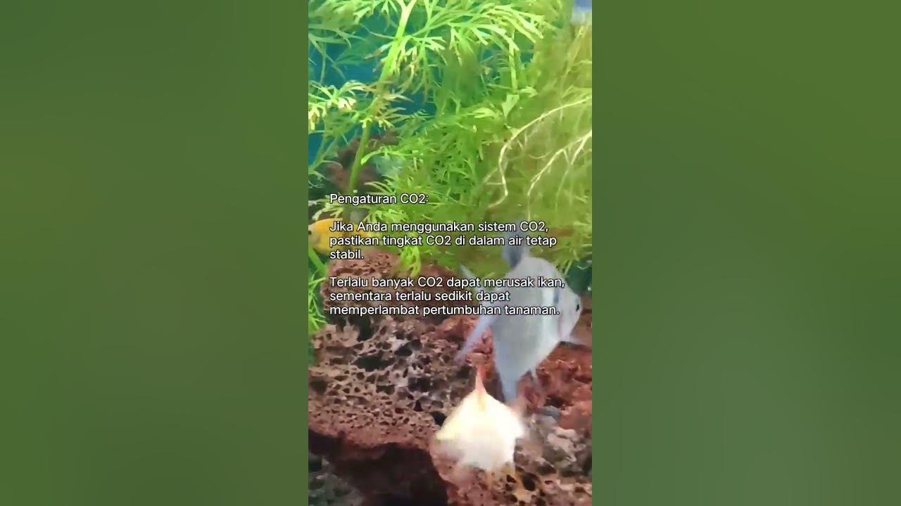 Pengaturan CO2: Tips Merawat Aquascape #shorts