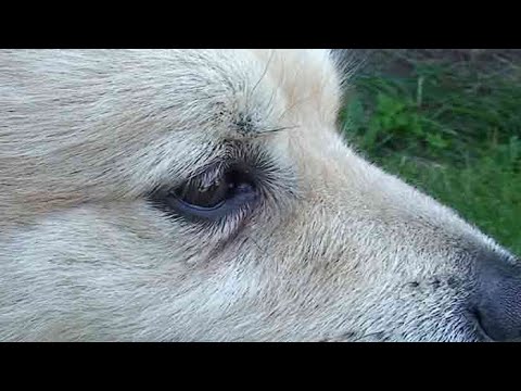 Video: Dog Eye Injuries - Chấn Thương Mắt ở Chó