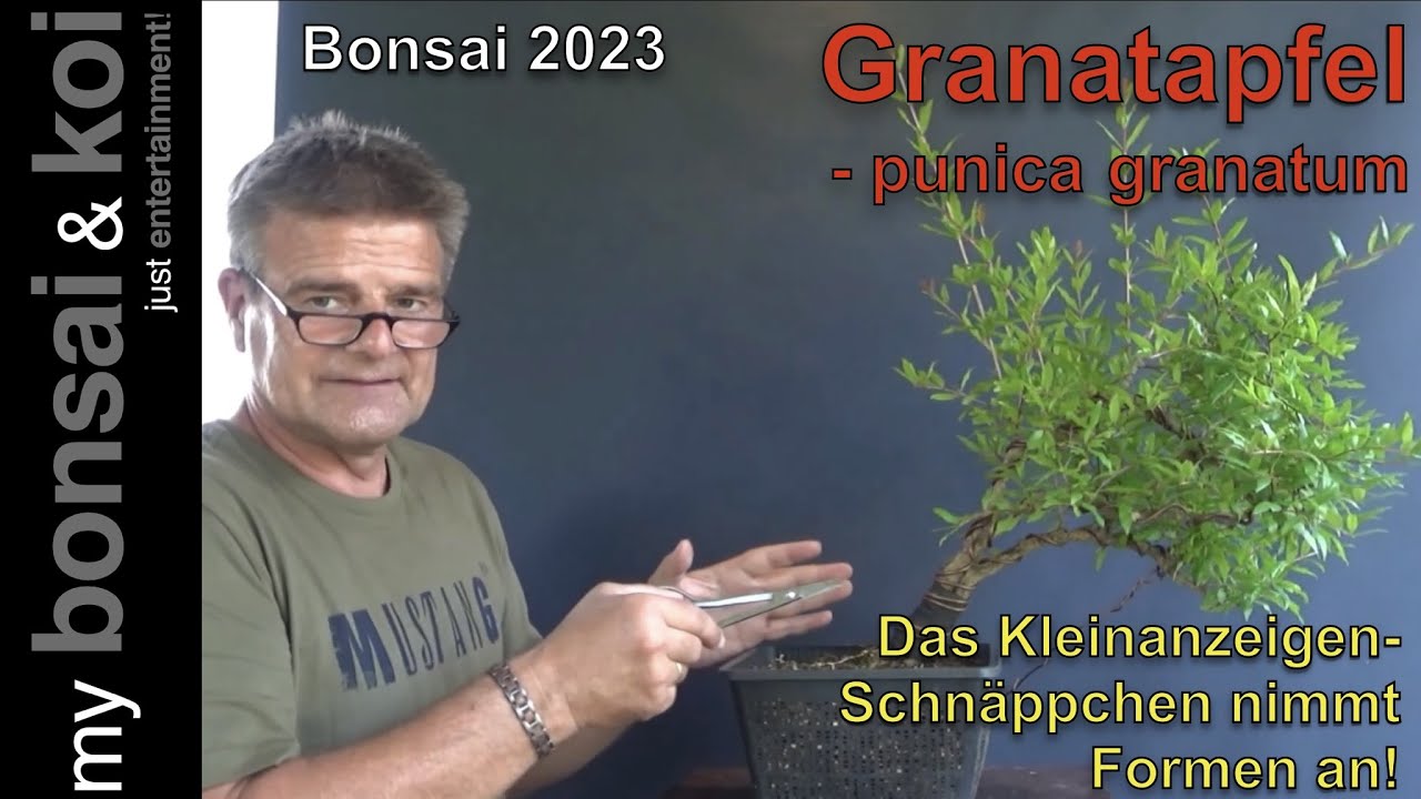 Bonsai 2023-34 - Granatapfel - Punica granatum - nächste Schritte für das Kleinanzeigen Schnäppchen