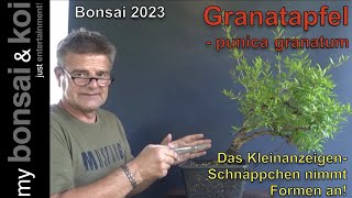 Bonsai 2023-34 - Granatapfel - Punica granatum - nchste Schritte fr das  Kleinanzeigen Schnppchen