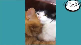 Смешные Котики / Funny Cats