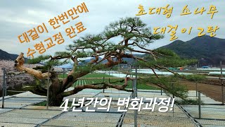 [정원수]80점 대형 특수목 소나무 대걸이 / 대걸이 한번만에 수형교정 개작 완료! 4년간의 변화과정
