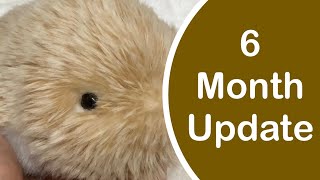 Moflin AI Robotic Pet: 6 month update, Purrble comparison & Cleaning up #moflin #robot #roboticpet by Thanks to Caleb Chung 684 views 1 month ago 27 minutes