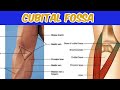 Cubital Fossa Anatomy