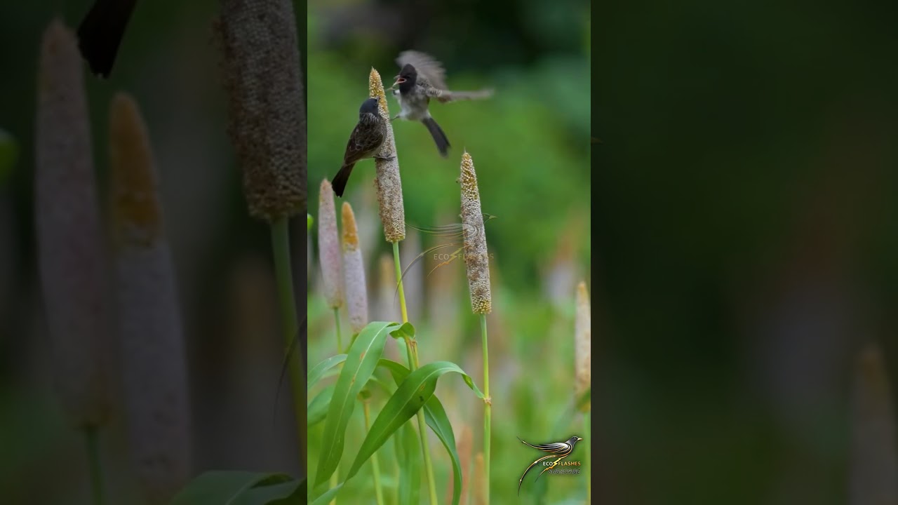 Flying High Together, Celebrating Friendship in the Bird World | 