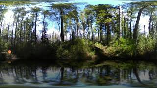 White pine reserve shelterwood