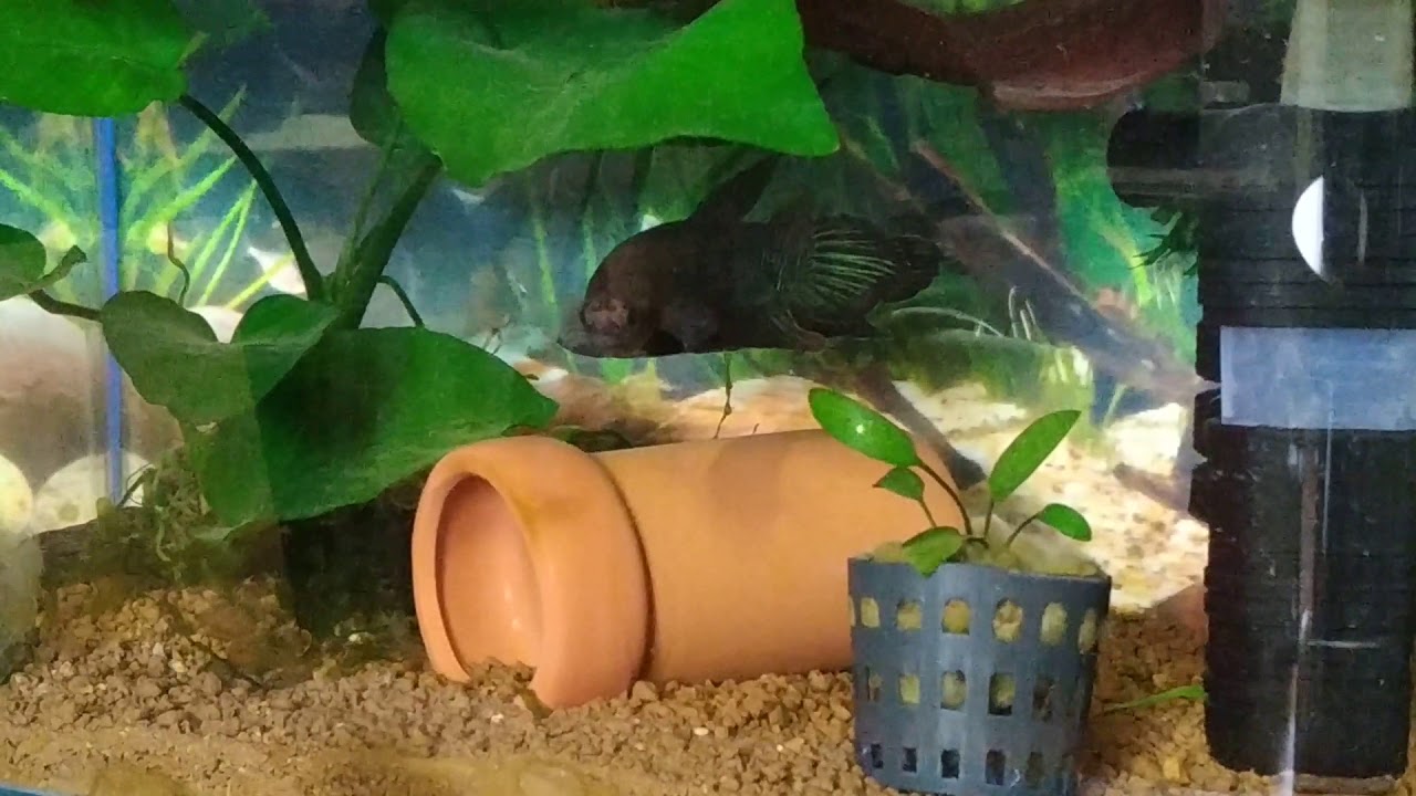 Betta bellica pair