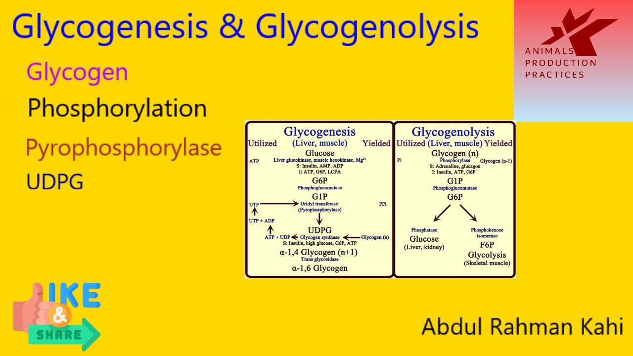 Glycogenesis and Glycogenolysis |#animal nutrition | metabolism of glucose, image size:1280x720