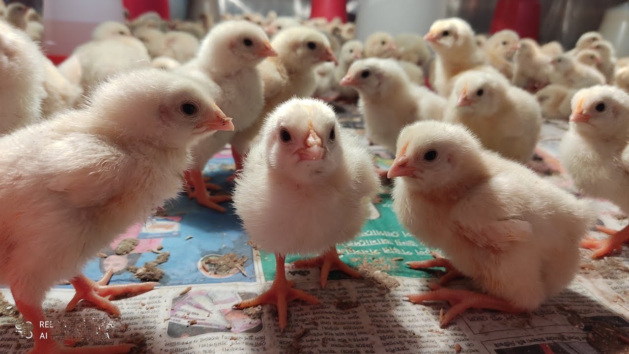 Broiler farming under company in Assam 🐣🐤🐔