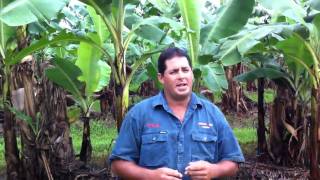 Steve Lizzio - Australian Banana update - Post Yasi - Episode 1
