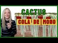 Cactus Cola de mono (Cleistocactus colademononis )🌵.@VeronicaCampaniniPlantas