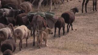 Driving out an intruder (Tajik sagi dahmarda)