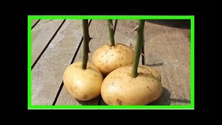 Comment faire pousser une tige de rosier avec une pomme de terre ?