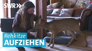 Rehkitzrettung - Familie zieht Rehkitze auf dem Bauernhof auf