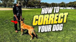 Correcting Your Dog is the BEST Thing You'll Do!