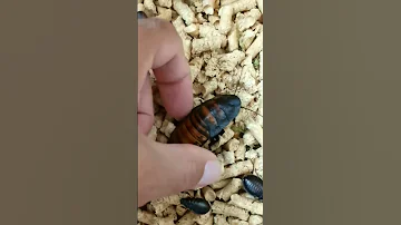 Таракан шипит, как змея.