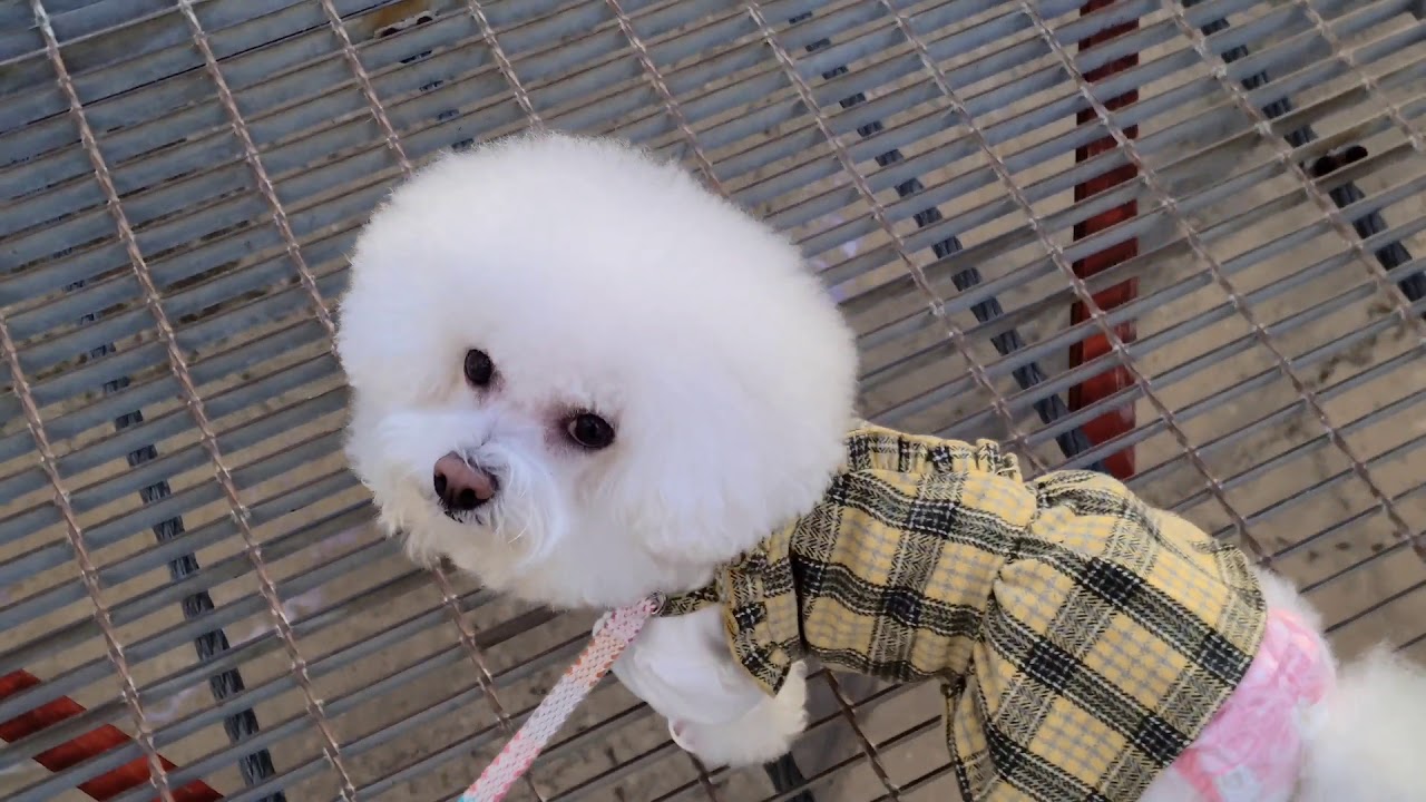 マシュー 杉村公園の吊り橋を満喫する Youtube